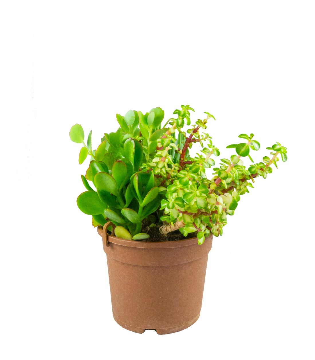 Ciotola succulente Mix