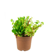 Ciotola succulente Mix