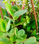 Ciotola succulente Mix