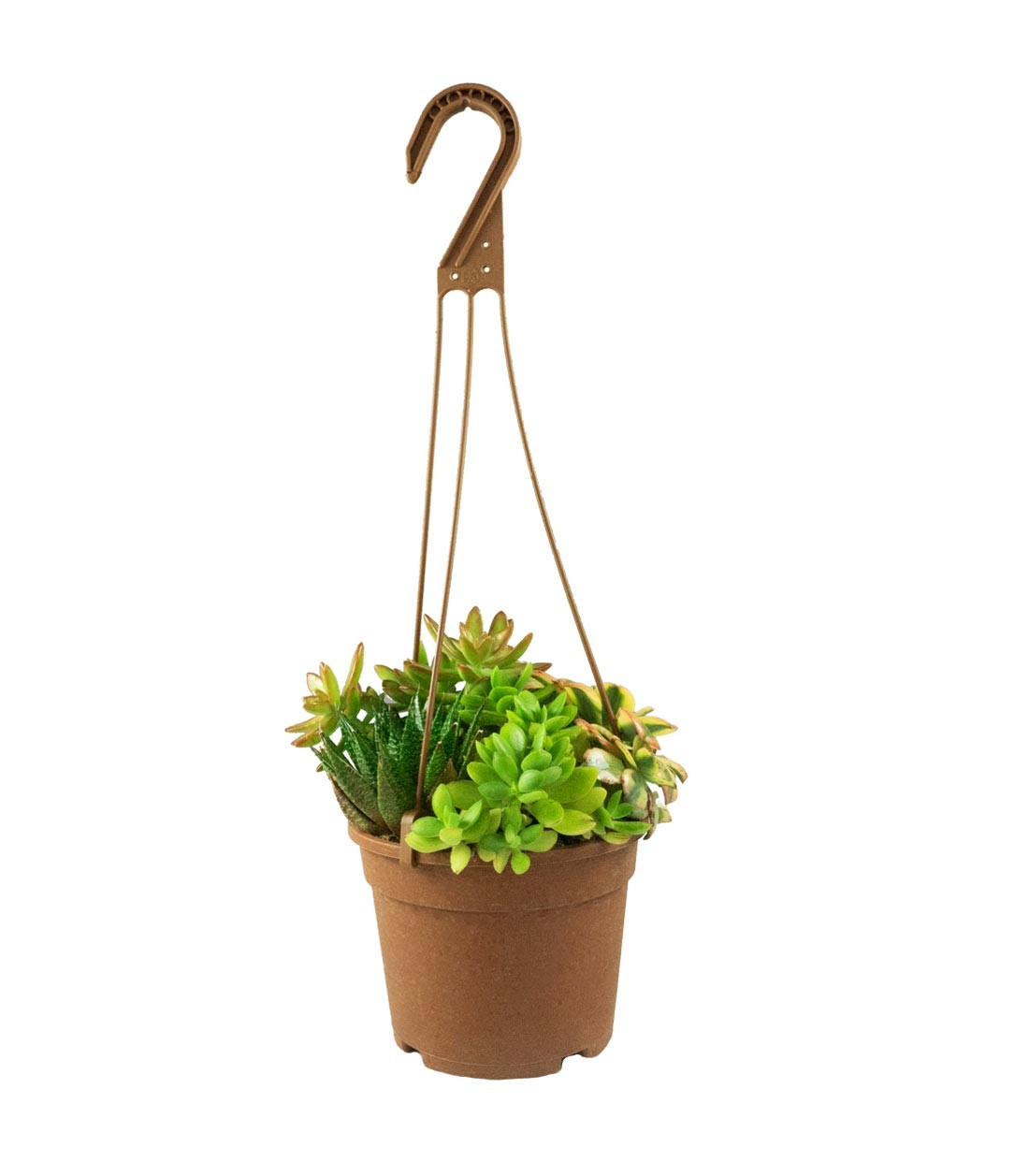Ciotola succulente Mix