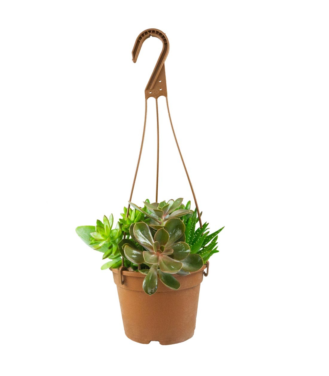 Ciotola succulente Mix