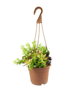 Ciotola succulente Mix