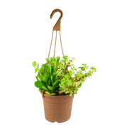 Ciotola succulente Mix