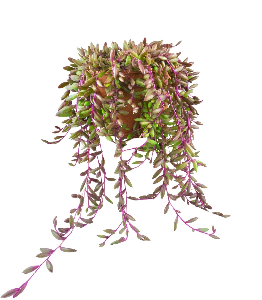 Senecio purple Flush