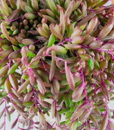Senecio purple Flush