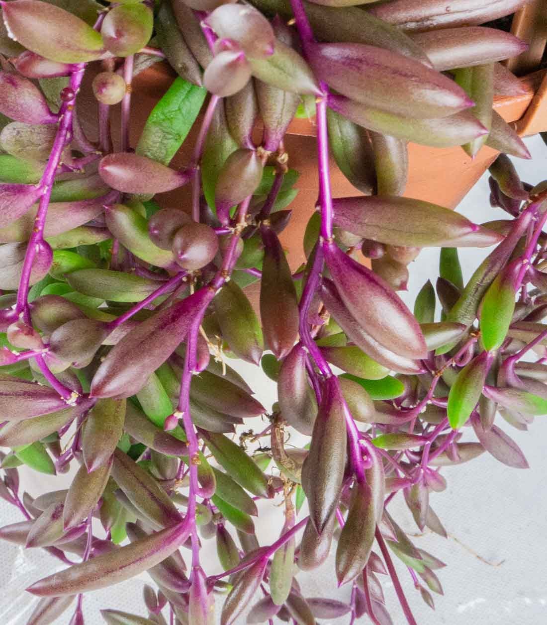 Senecio purple Flush