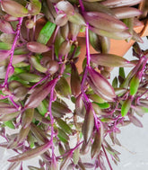 Senecio purple Flush