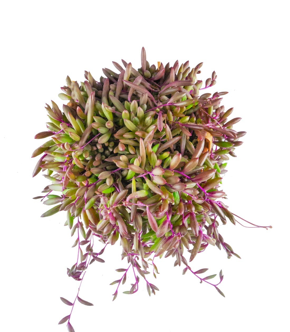 Senecio purple Flush