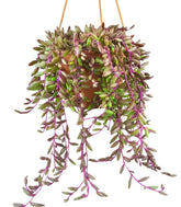 Senecio purple Flush