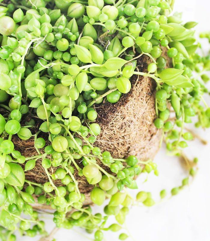 Senecio rowleyanus