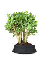 Crassula arborescens