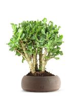 Crassula arborescens