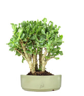 Crassula arborescens