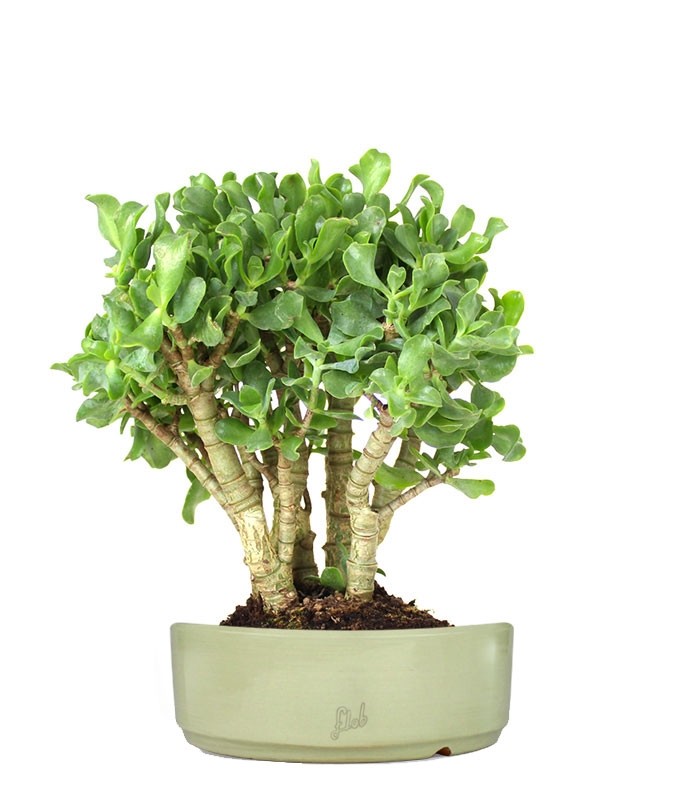 Crassula arborescens
