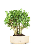 Crassula arborescens