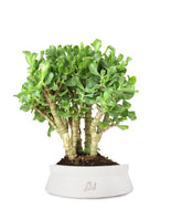 Crassula arborescens
