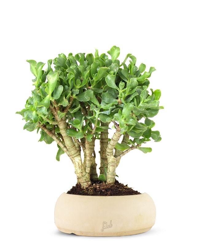 Crassula arborescens