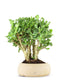 Crassula arborescens