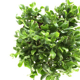 Crassula arborescens