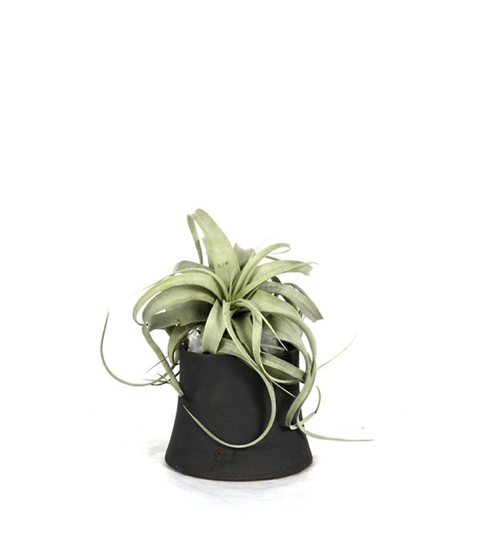 Tillandsia con vaso Flob