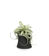 Tillandsia con vaso Flob