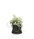 Tillandsia con vaso Flob
