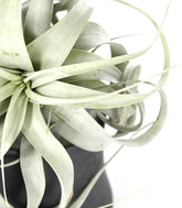 Tillandsia con vaso Flob