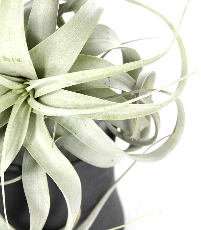 Tillandsia con vaso Flob