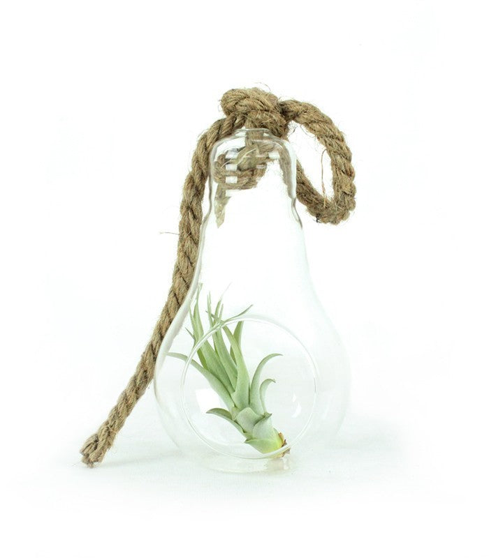 Tillandsia in vetro Flob