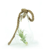 Tillandsia in vetro Flob