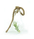 Tillandsia in vetro Flob