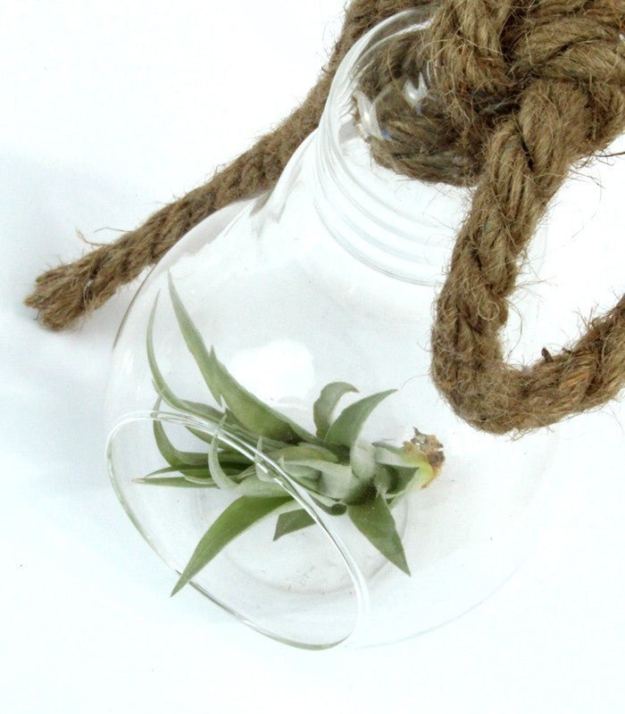 Tillandsia in vetro Flob