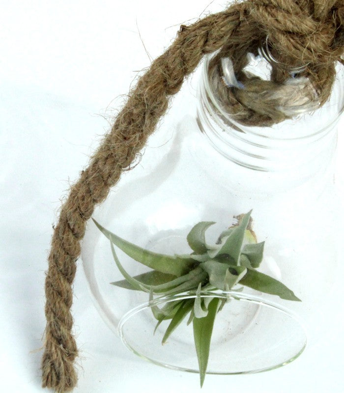 Tillandsia in vetro Flob