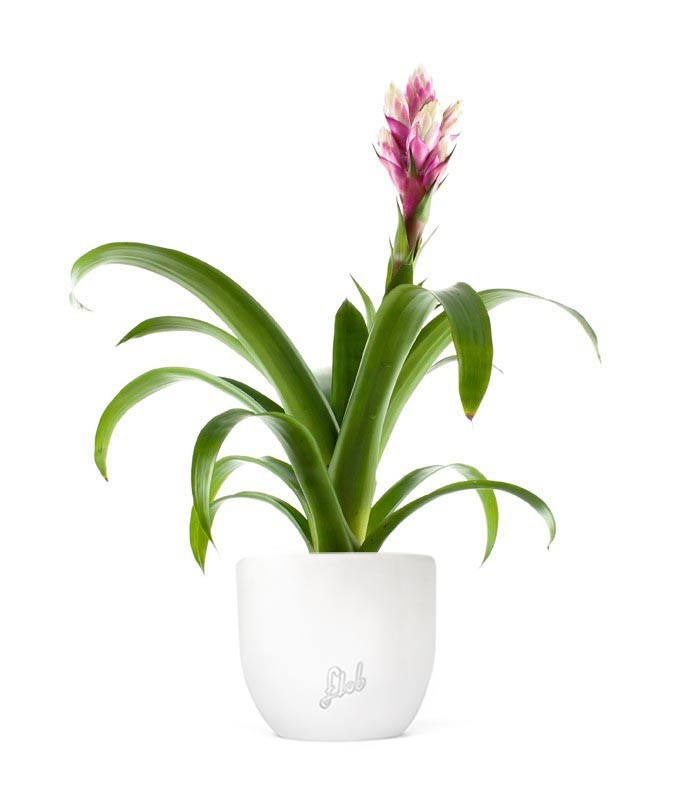 Guzmania Candy Rosa