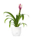 Guzmania Candy Rosa