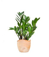 Zamia - Zamioculcas zamiifolia