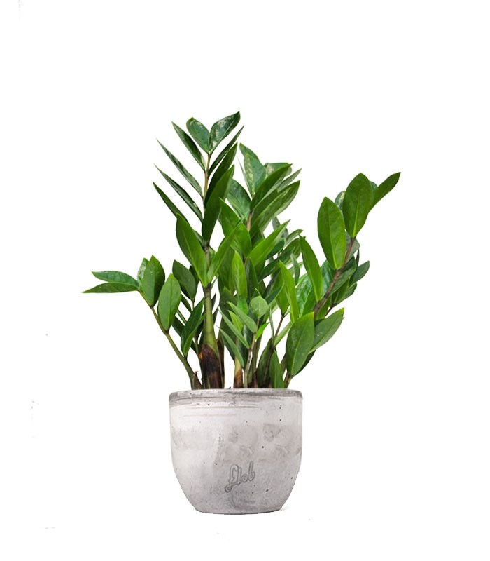 Zamia - Zamioculcas zamiifolia