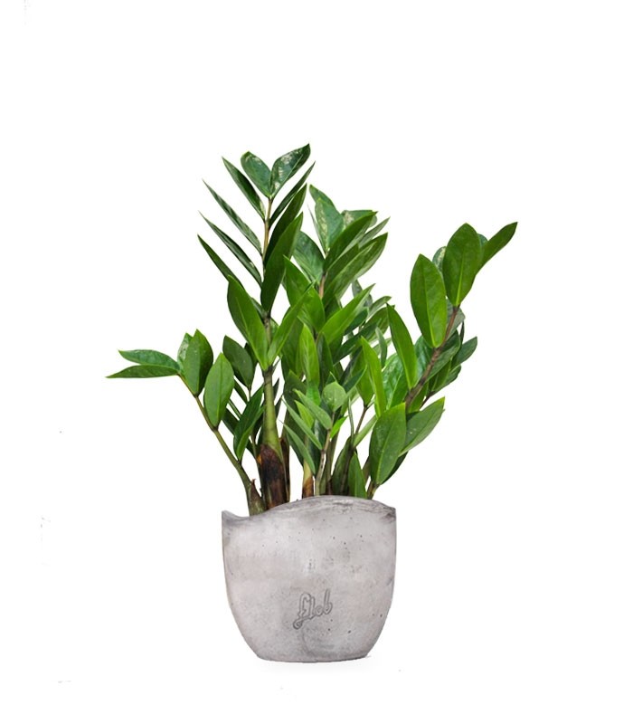 Zamia - Zamioculcas zamiifolia
