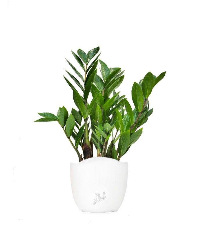 Zamia - Zamioculcas zamiifolia