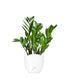 Zamia - Zamioculcas zamiifolia
