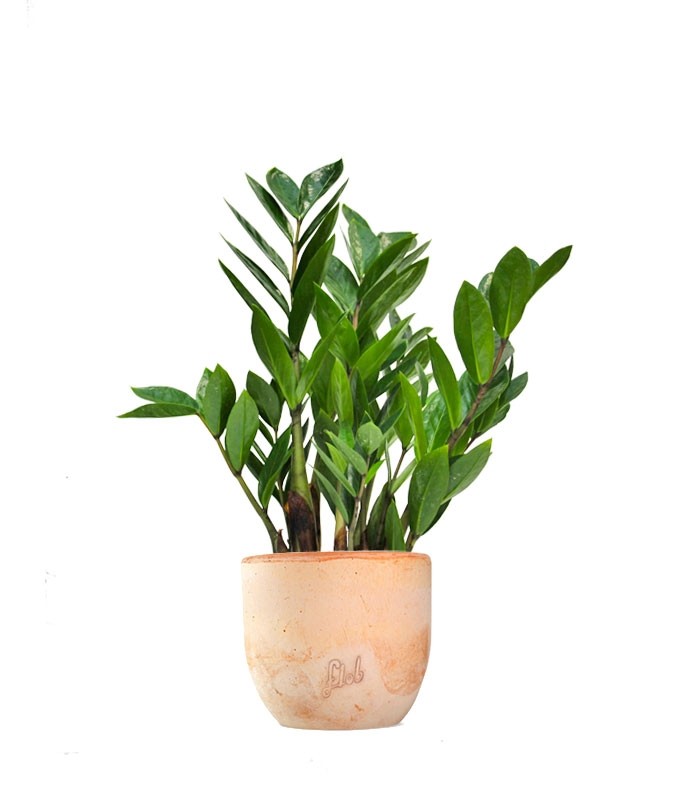 Zamia - Zamioculcas zamiifolia