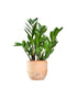 Zamia - Zamioculcas zamiifolia