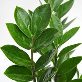 Zamia - Zamioculcas zamiifolia