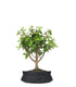 Portulacaria Bonsai M