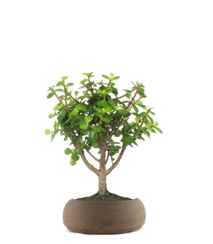 Portulacaria Bonsai M