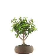 Portulacaria Bonsai M