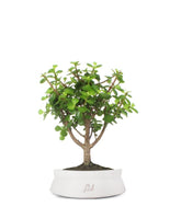 Portulacaria Bonsai M