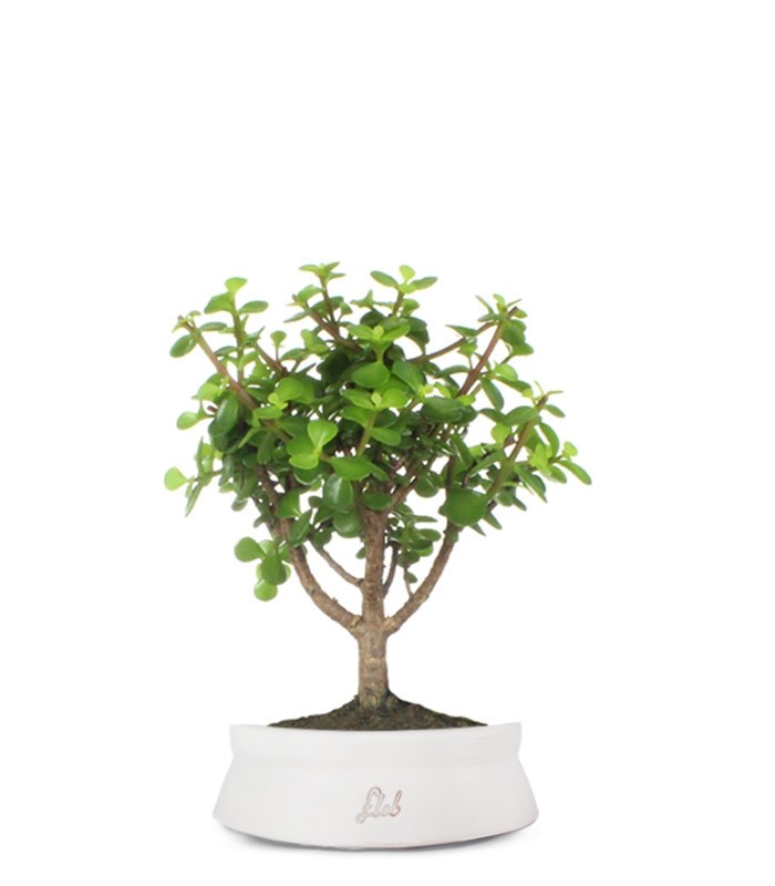 Portulacaria Bonsai M