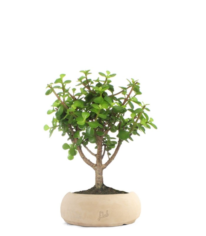 Portulacaria Bonsai M
