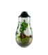 Ficus Ginseng in terrario con LED